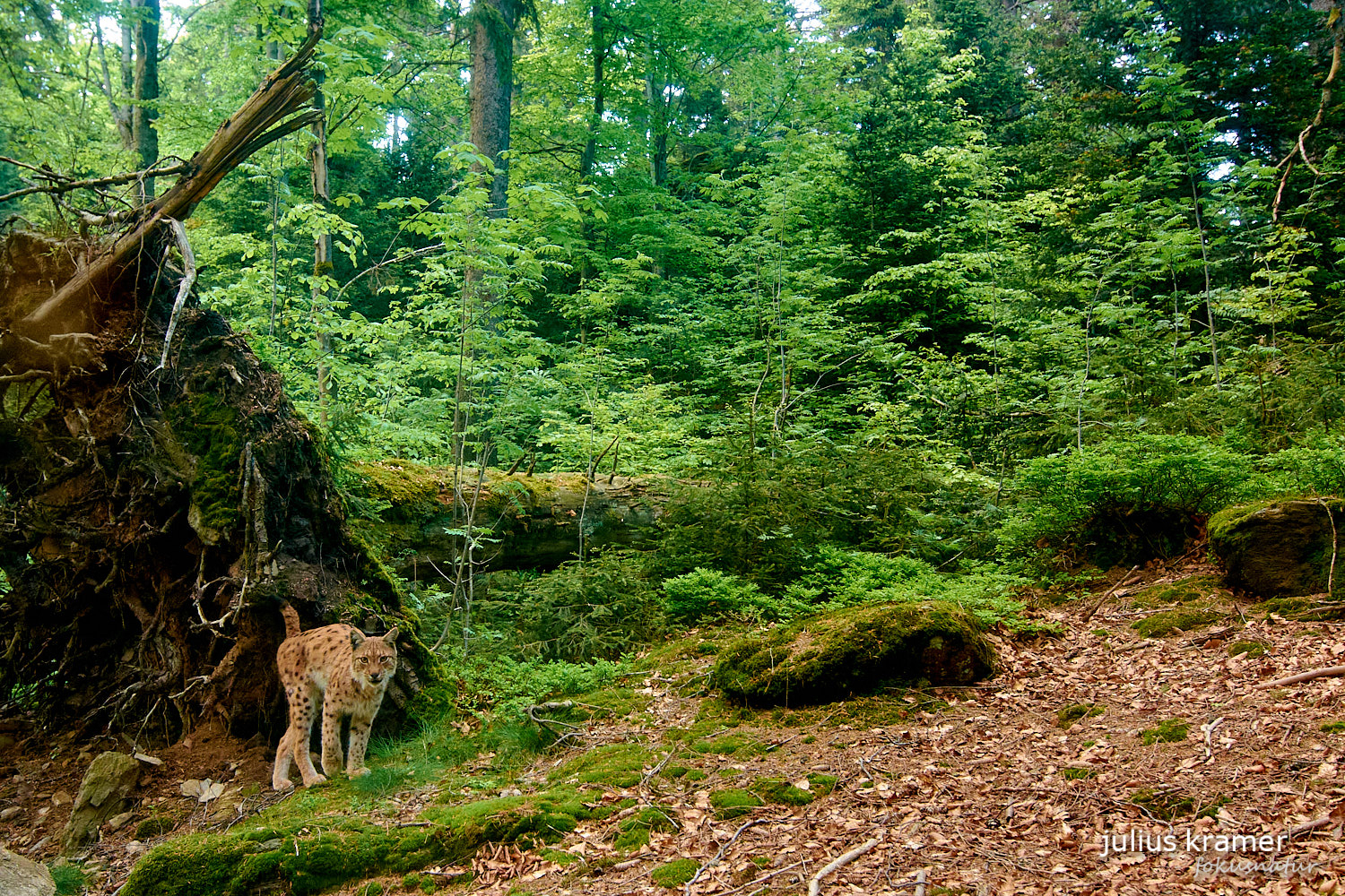 Luchs (Lynx lynx)