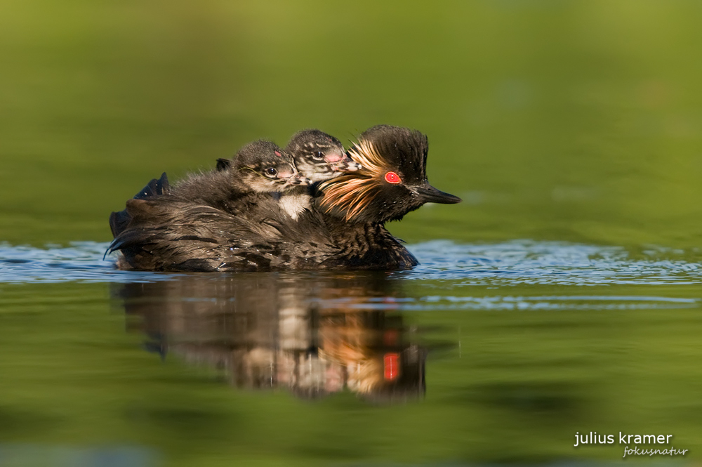 Schwarzhalstaucher (Podiceps nigricollis) mit Jungen