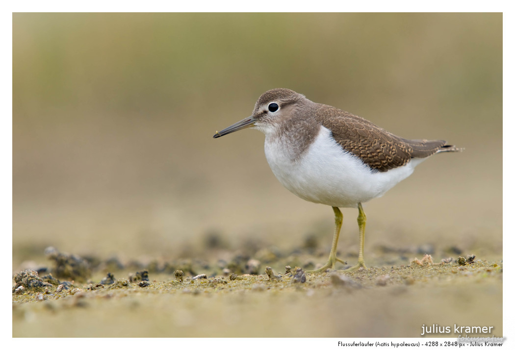 Flussuferläufer (Actitis hypoleucos)