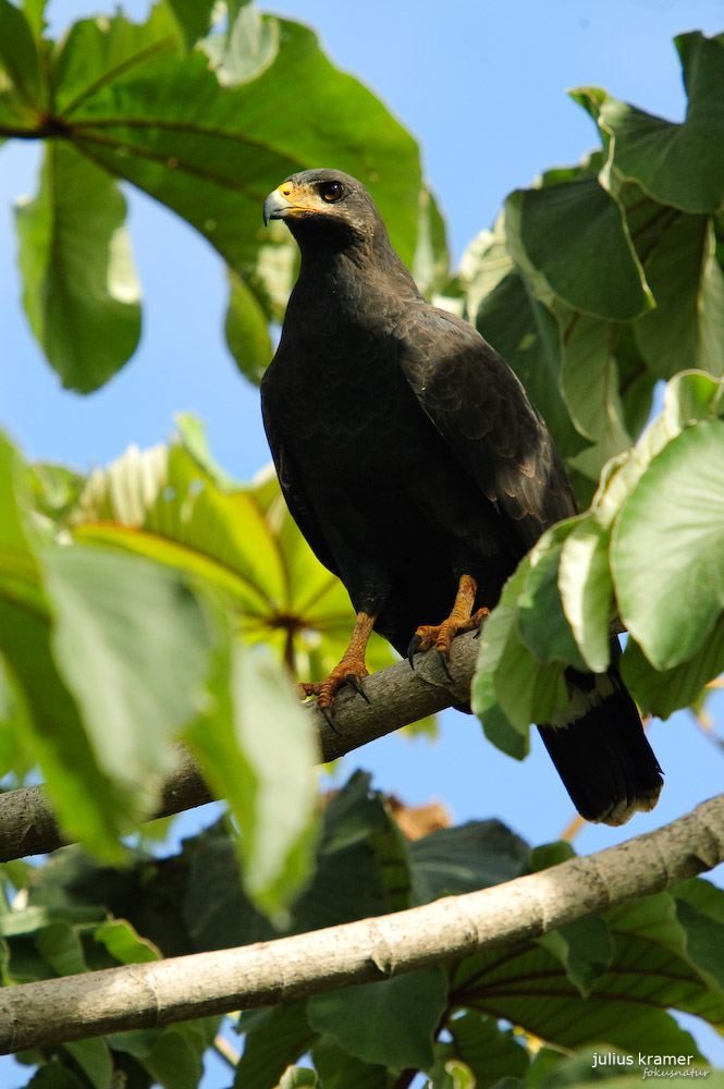 Krabbenbussard (Buteogallus anthracinus)