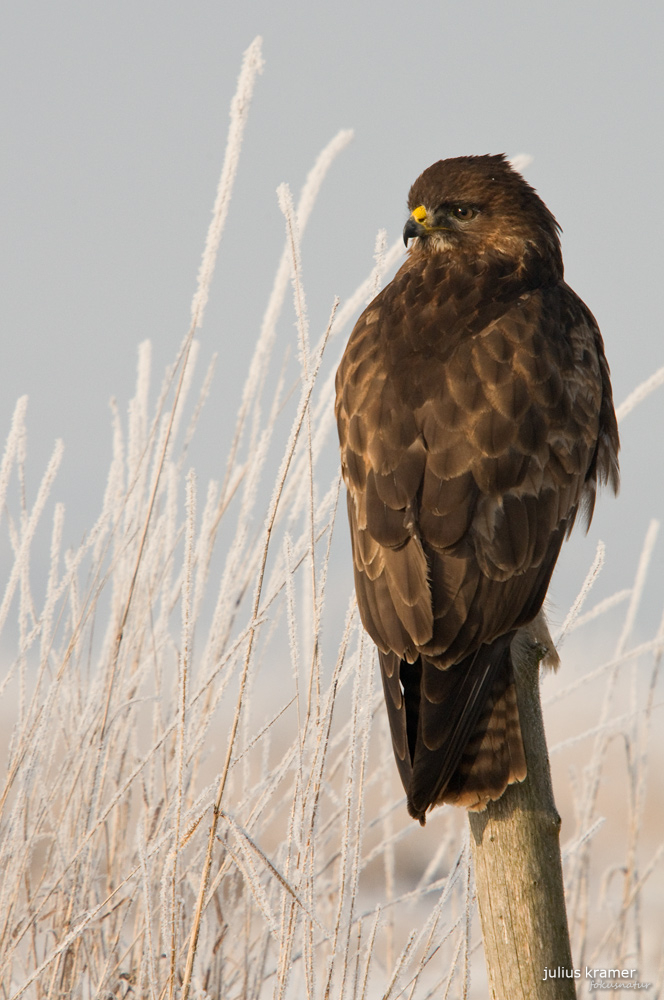 Mäusebussard (Buteo buteo)