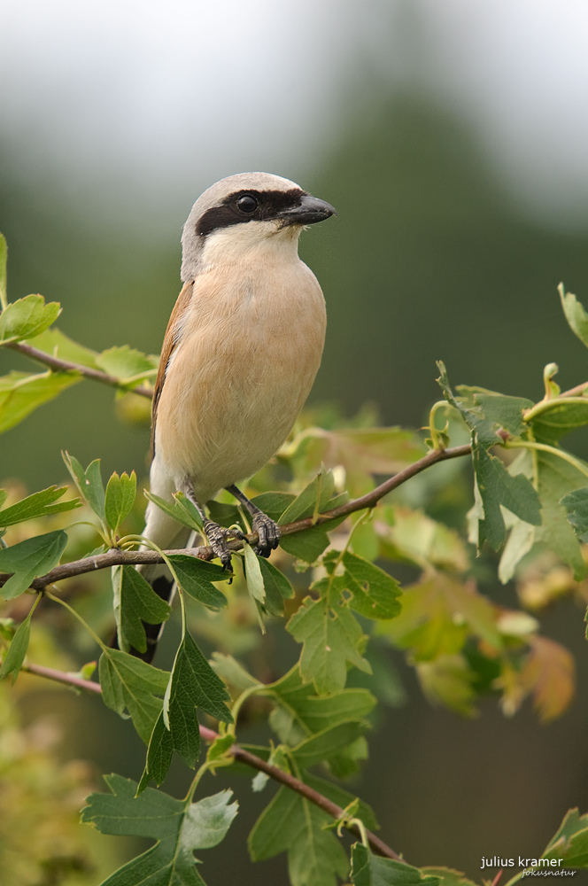 Neuntöter (Lanius collurio)