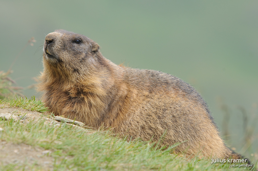 Murmeltier (Marmota marmota)