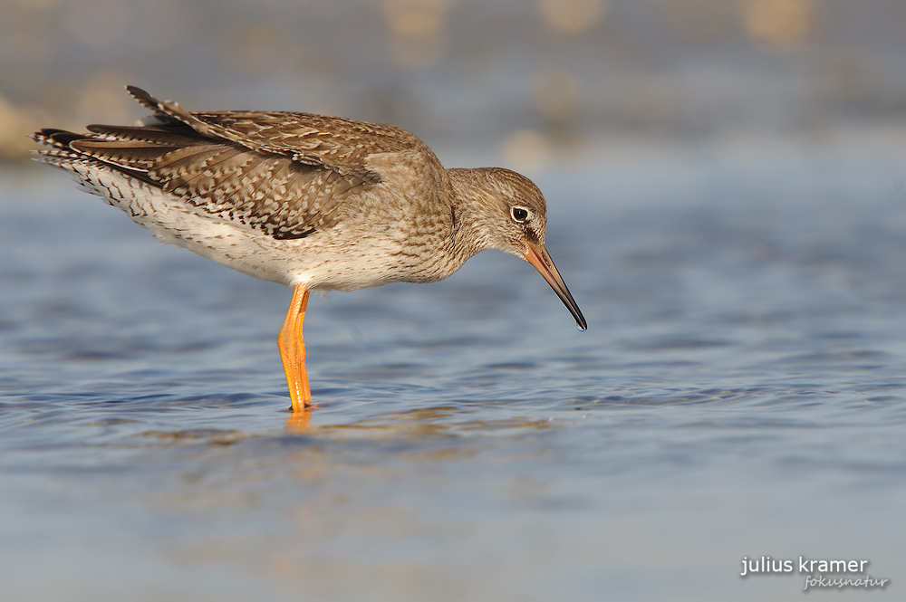 Rotschenkel (Tringa totanus)