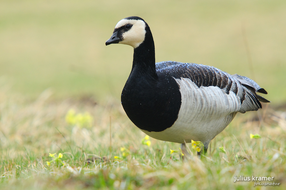 Nonnengans (Branta leucopsis)