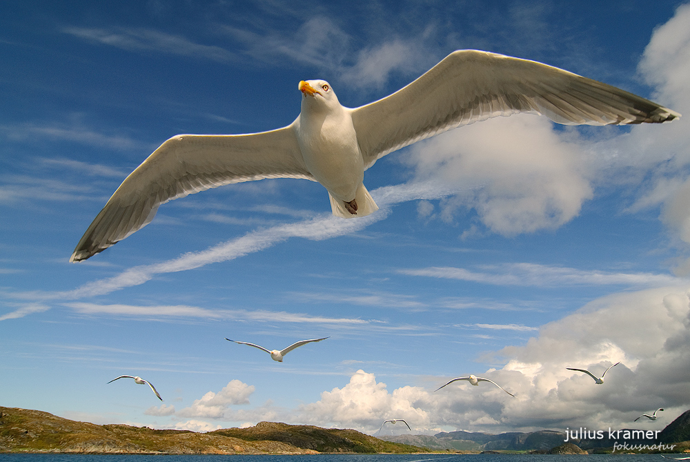 Silbermöwen (Larus argentatus)