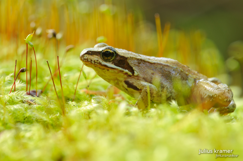 Grasfrosch (Rana temporaria)