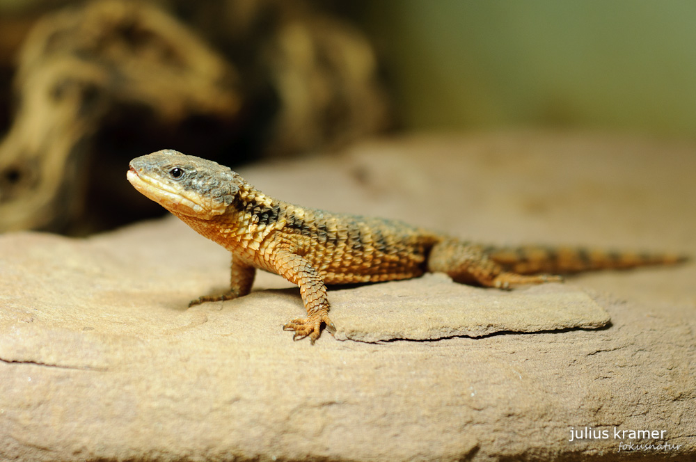 Zwerggürtelschweif (Cordylus cordylus)