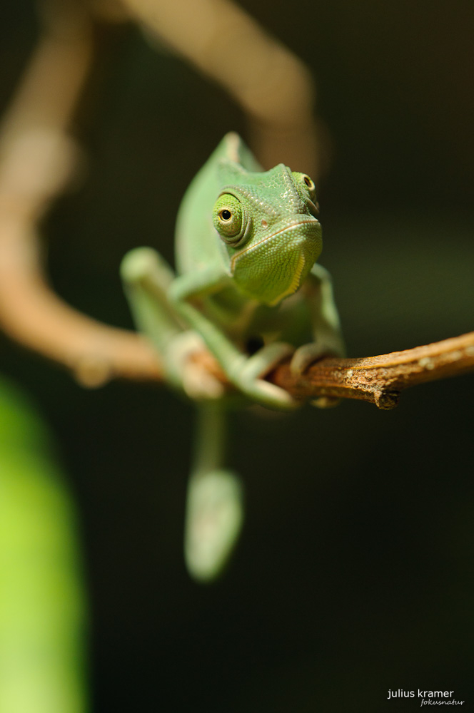 Junges Jemenchamöleon (Chamaeleo calyptratus)