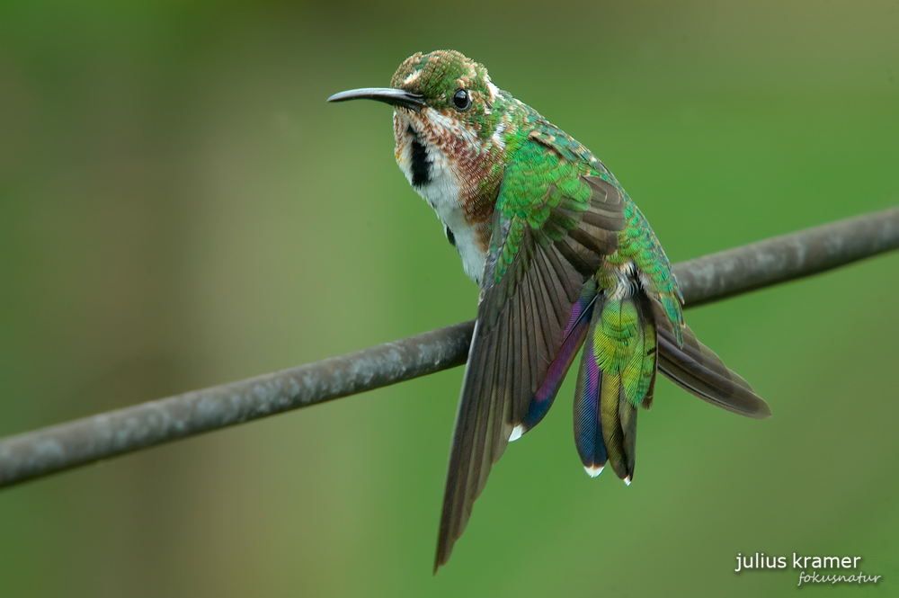 Grünbrustmangokolibri (Anthracothorax prevostii)