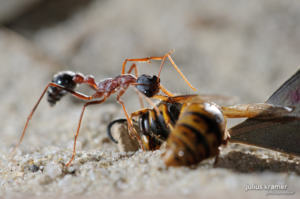 Arbeiterin von Myrmecia nigriceps