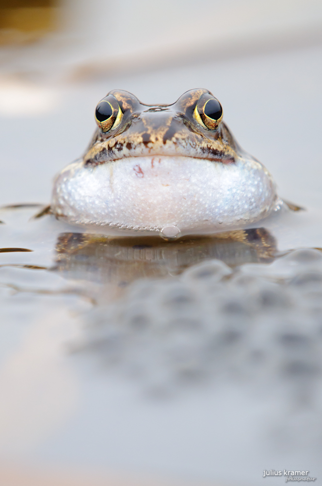 Grasfrosch (Rana temporaria)