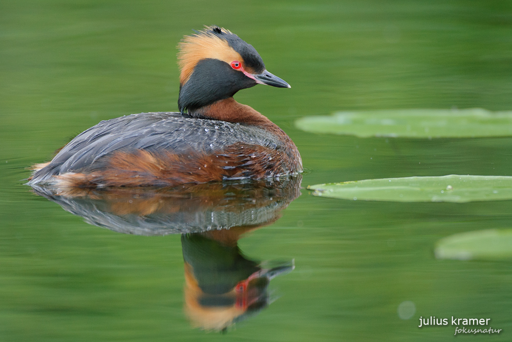 Ohrentaucher (Podiceps auritus)