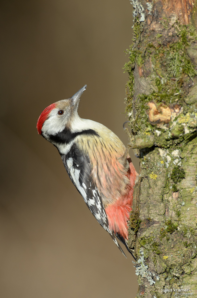 Mittelspecht (Dendrocopos medius)