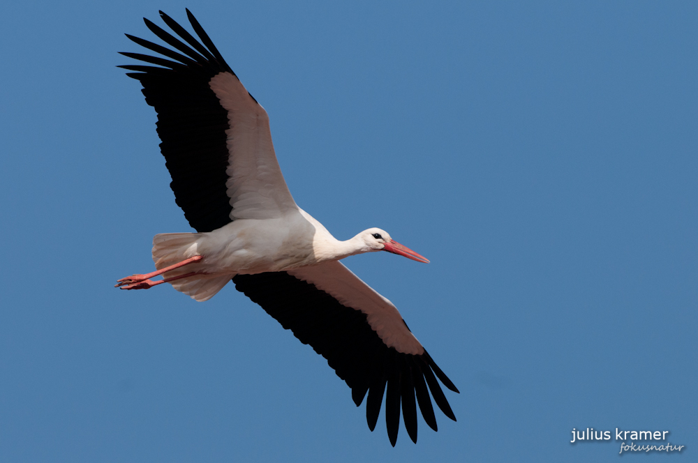 Weißstorch (Ciconia ciconia)