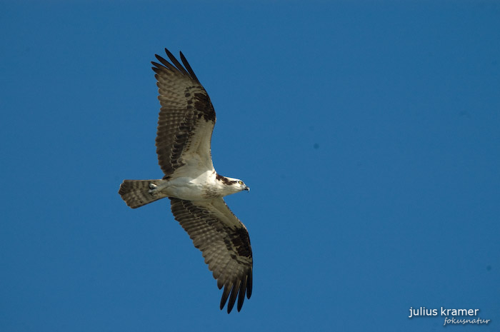 Fischadler (Pandion heliaetus)