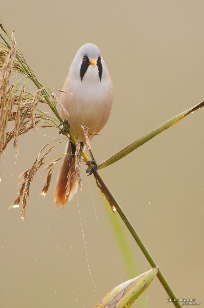 Bartmeise (Panurus biarmicus)