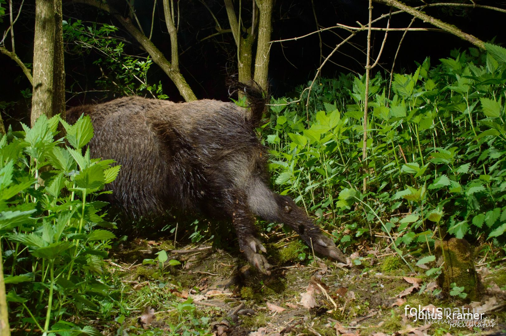 Flüchtendes Wildschwein (Sus scrofa)