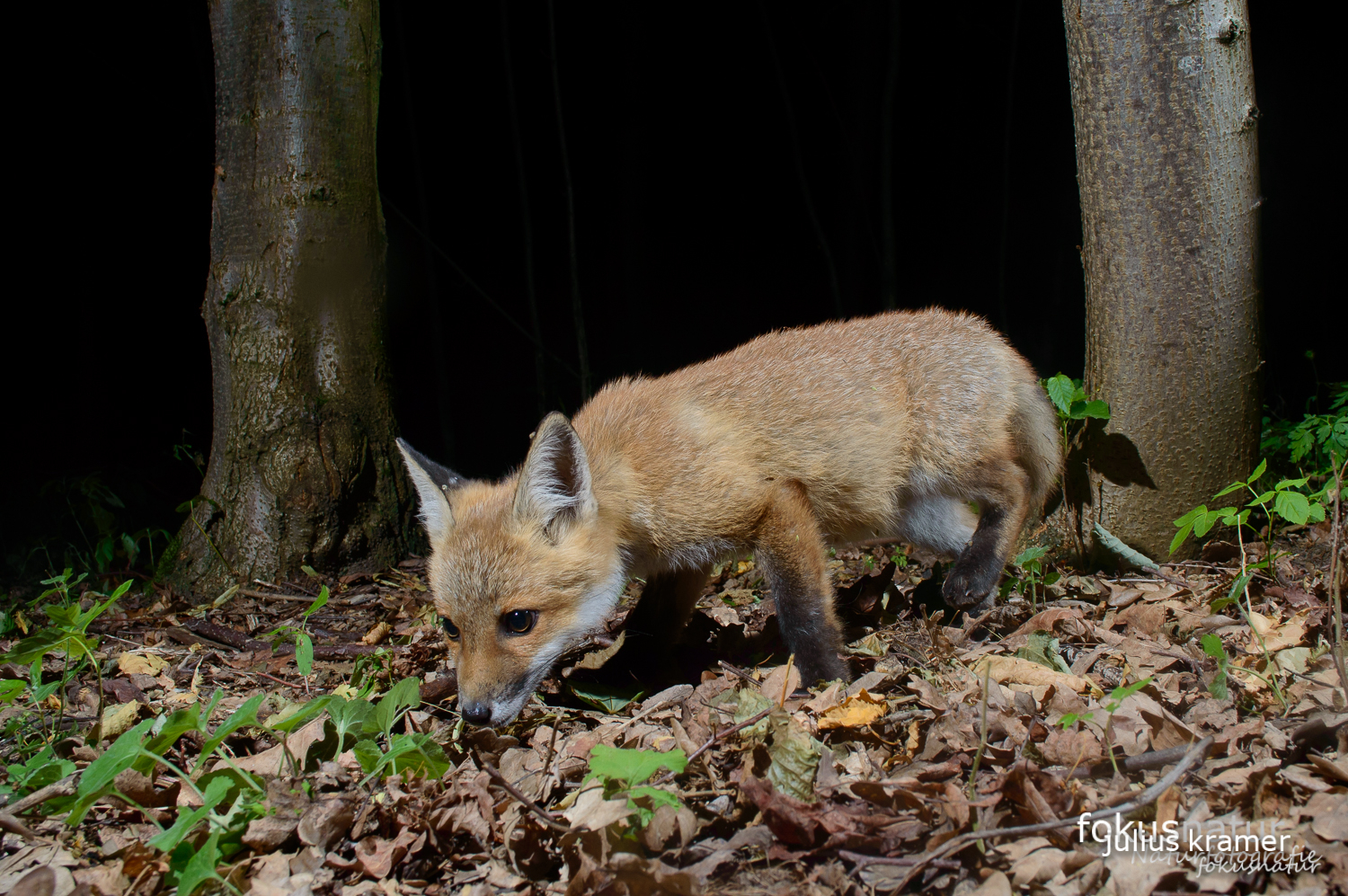 Jungfuchs (Vulpes vulpes)