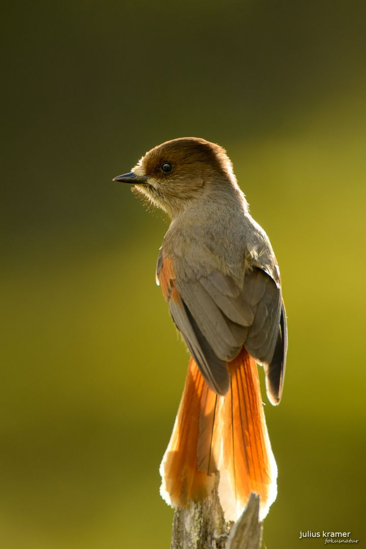 Unglückshäher (Perisoreus infaustus)