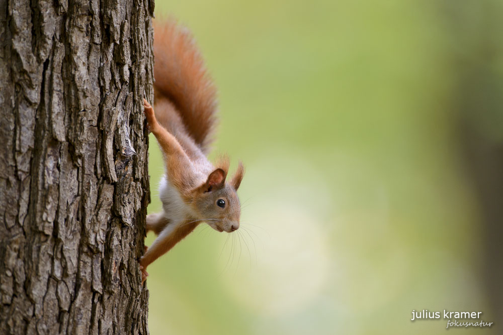 Eichhörnchen (Sciurus vulgaris)