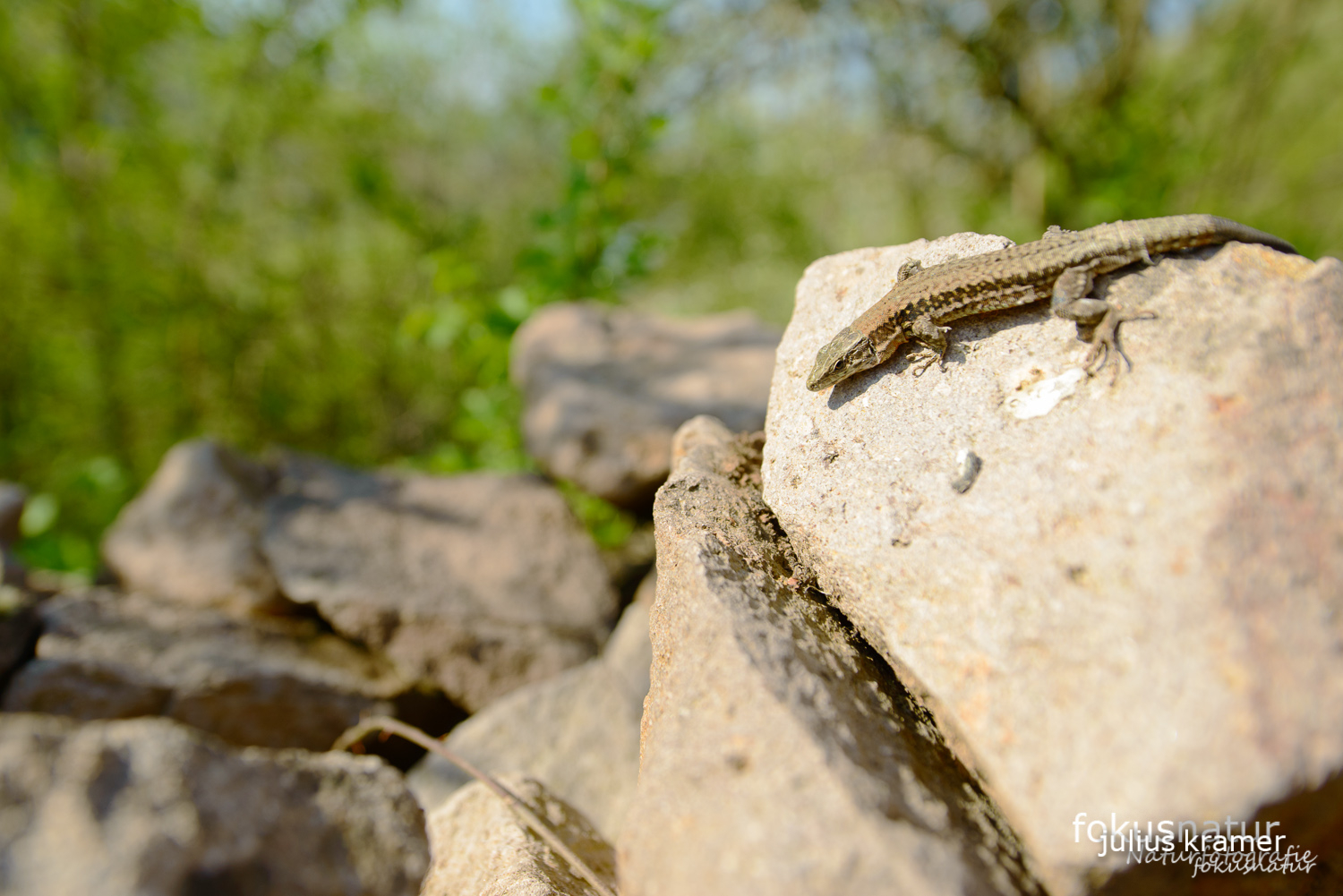 Mauereidechse (Podarcis muralis)