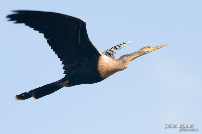 Amerikanischer Schlangenhalsvogel (Anhinga anhinga)