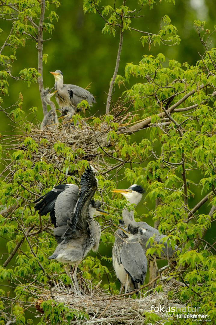 Graureiher (Ardea cinerea) in der Kolonie