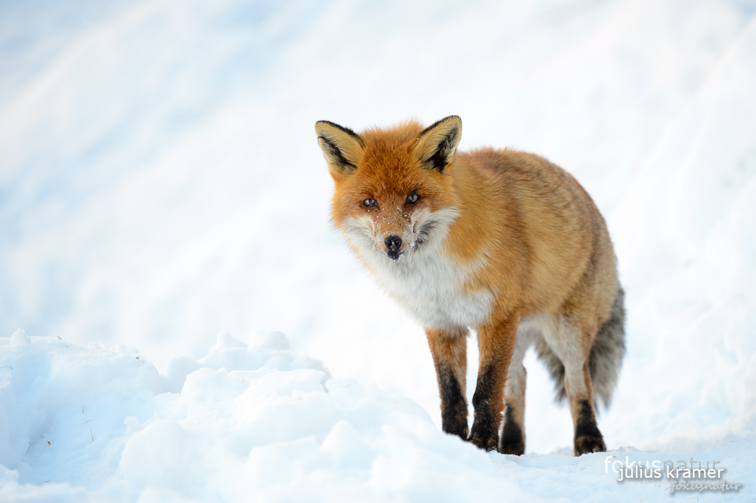 Rotfuchs im Schnee