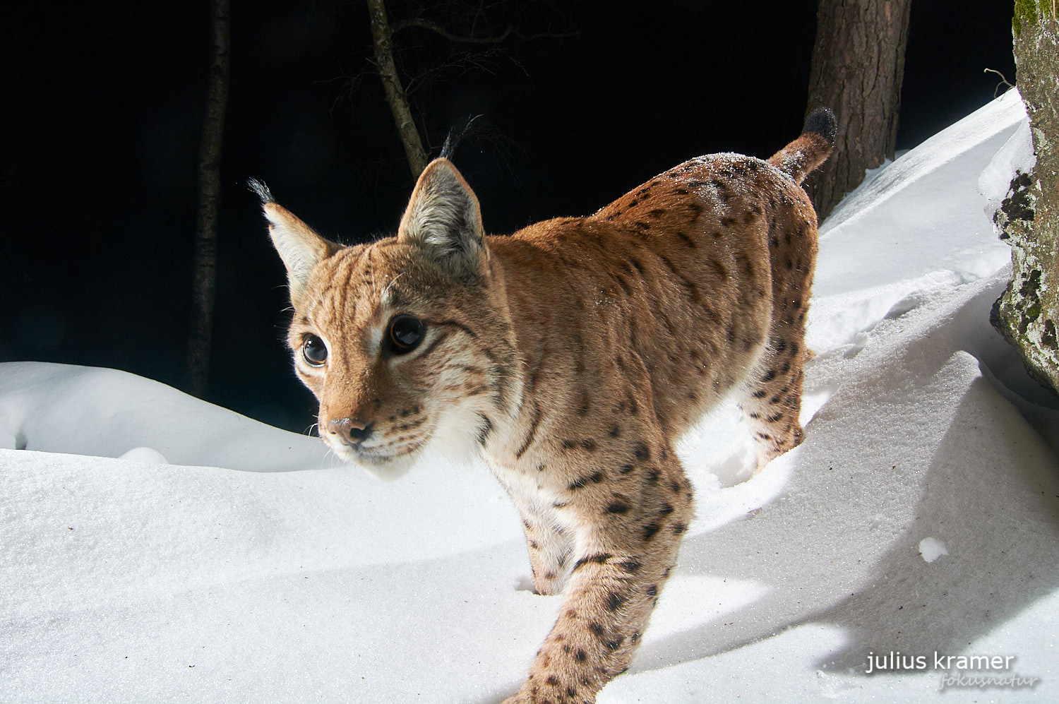 Luchs im Winter