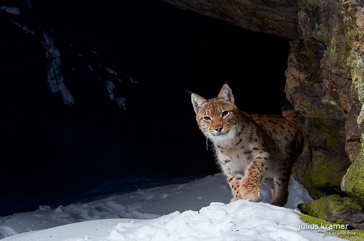 Luchs im Winter