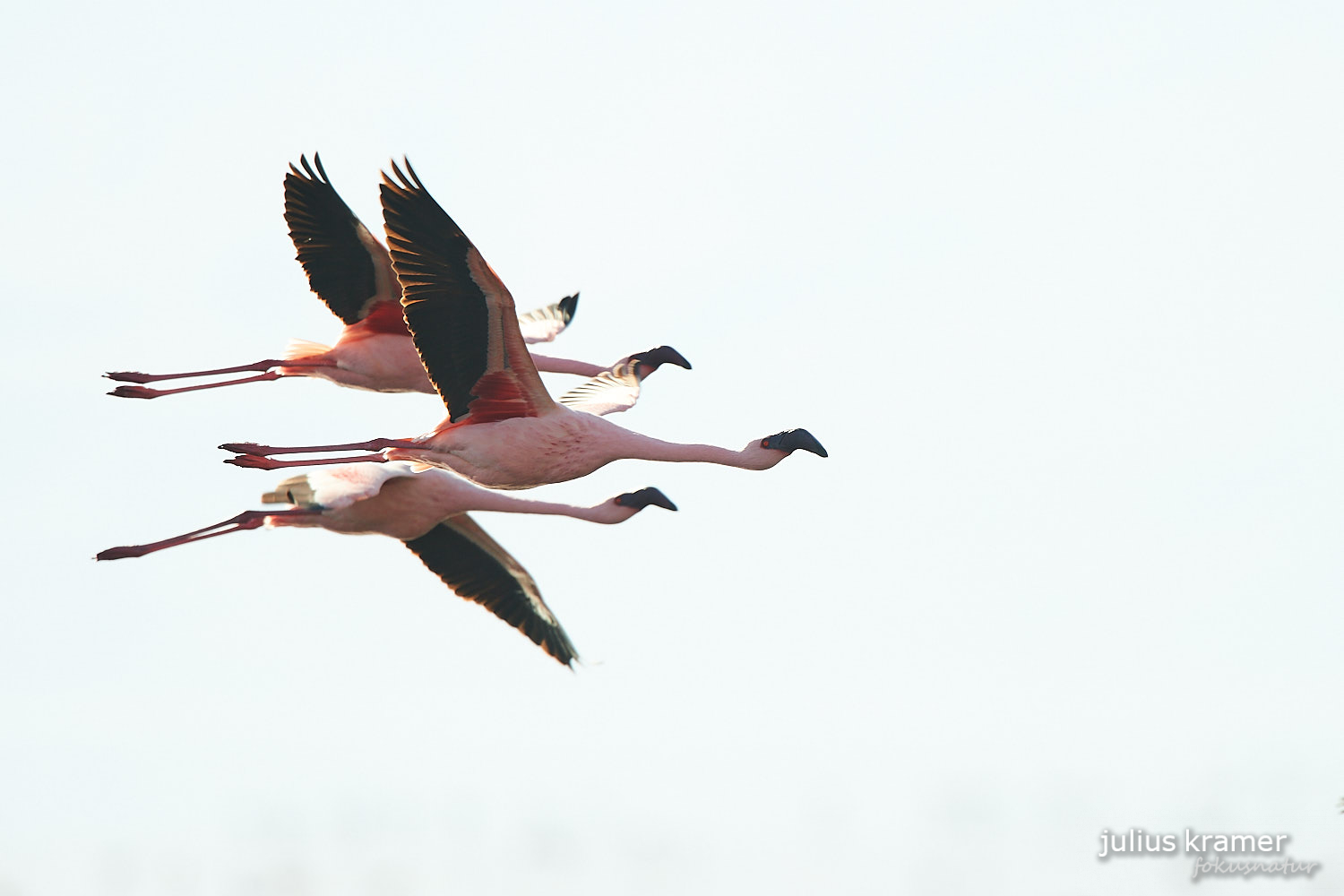 Zwergflamingos am Lake Natron