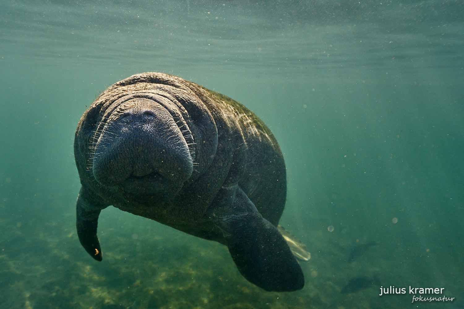 Karibik-Manati (Trichechus manatus)