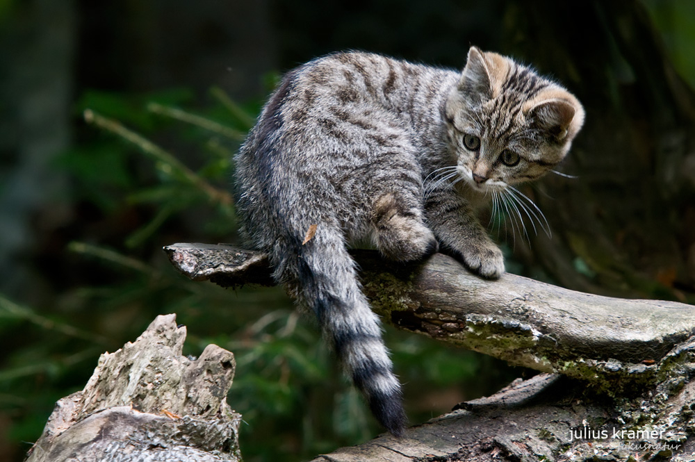 Wildkatze (Felis silvestris)