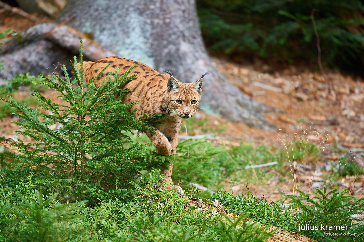 Luchs auf Baumstamm