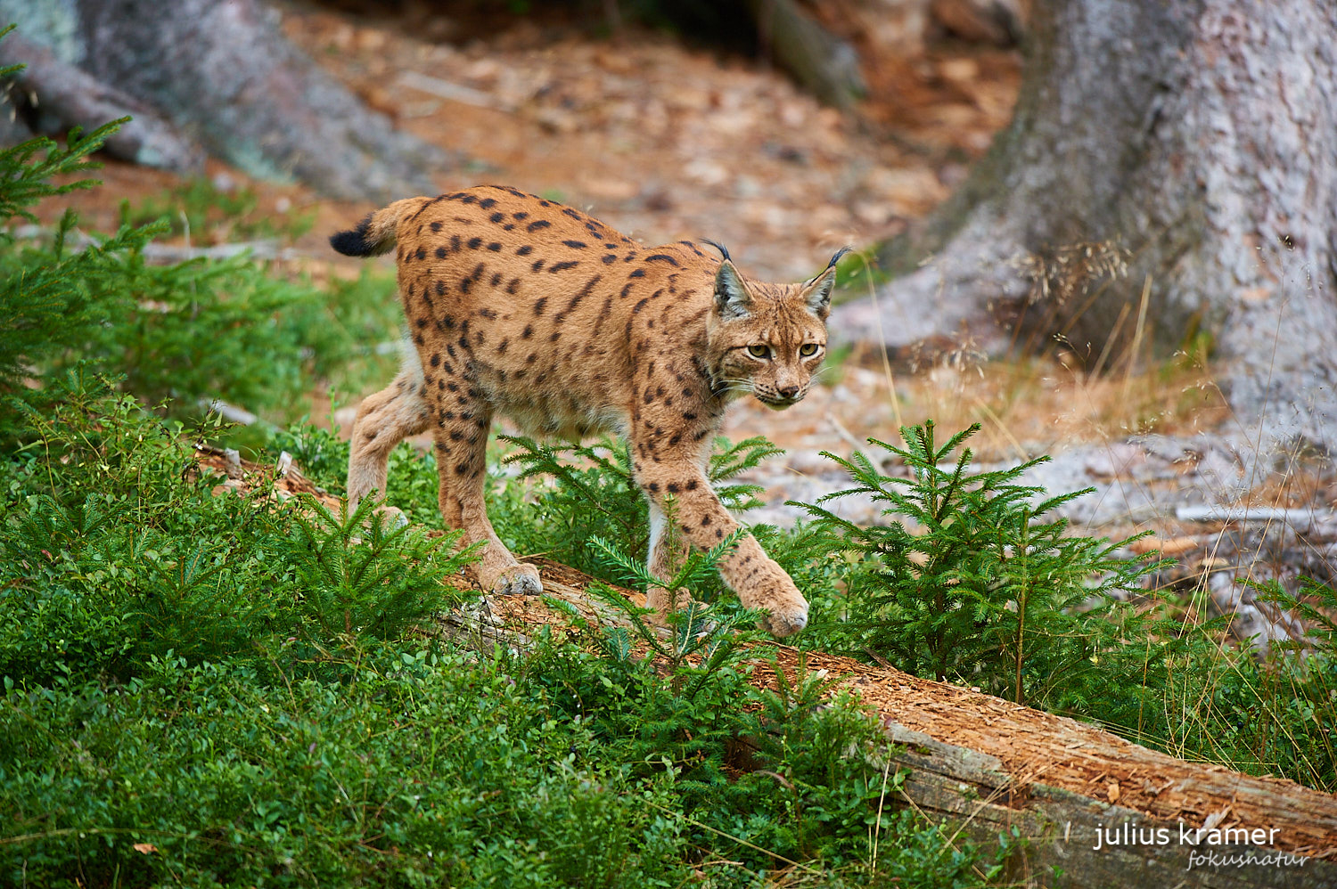 Luchs auf Baumstamm