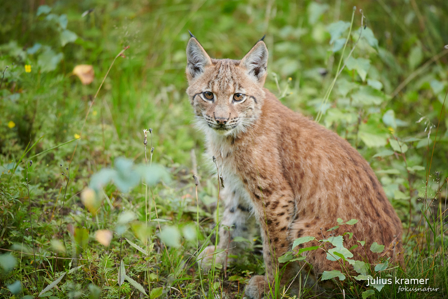 Jungluchs (Lynx lynx)