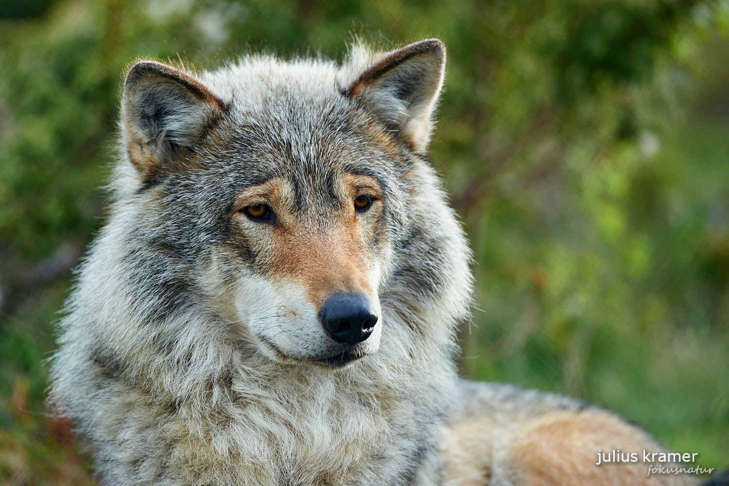 Europäischer Wolf (Canis lupus)