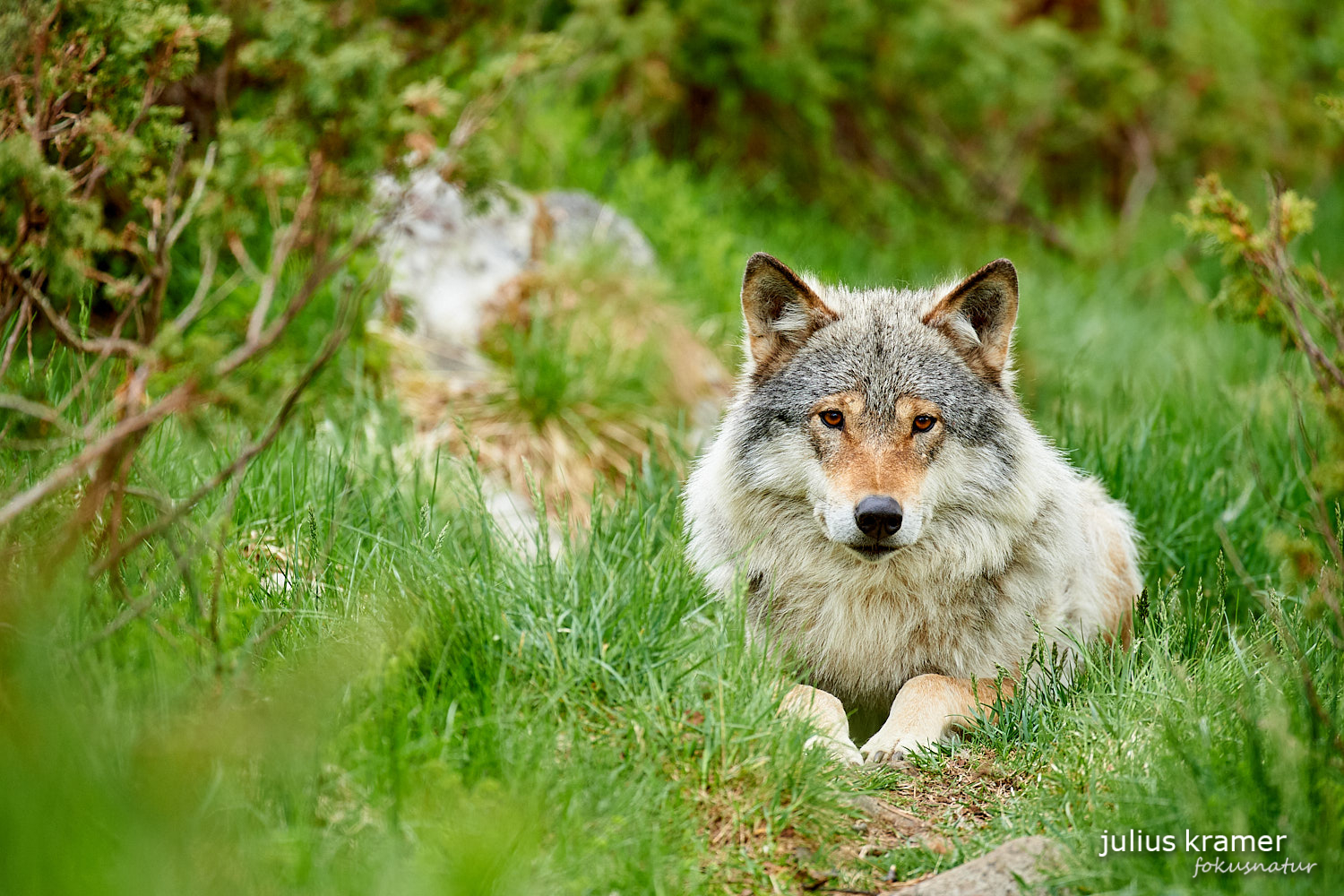 Europäischer Wolf (Canis lupus)