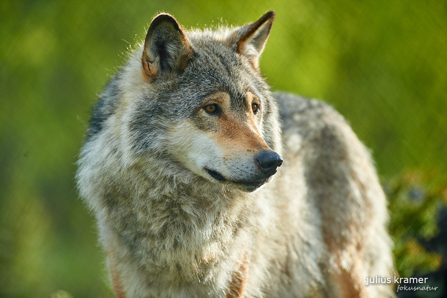 Europäischer Wolf (Canis lupus)