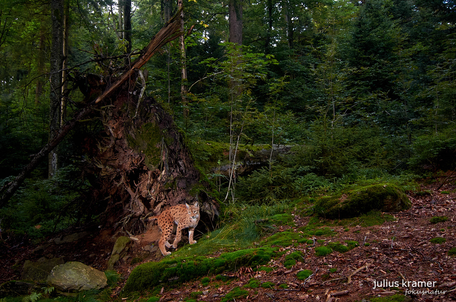 Luchs (Lynx lynx)