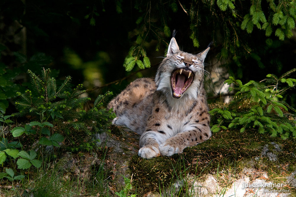 Luchs (Lynx lynx)