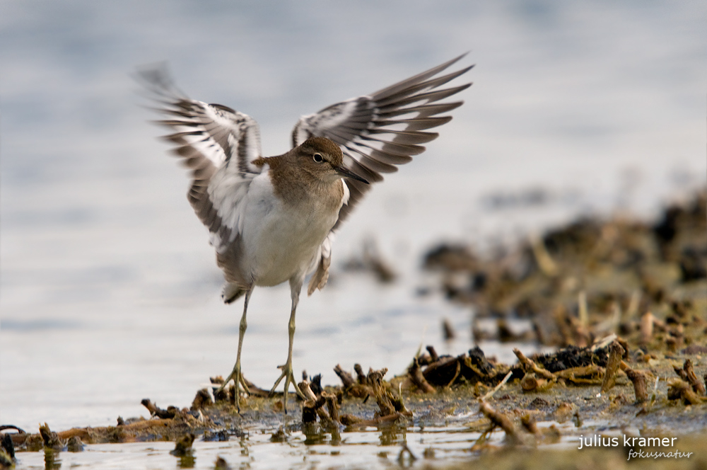 Flussuferläufer (Acitis hypoleucos)