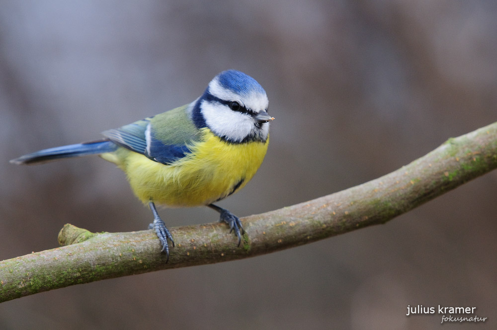 Blaumeise (Parus caeruleus)