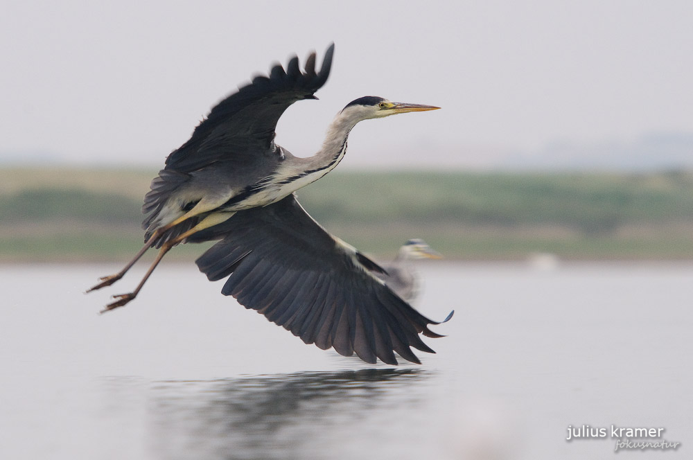 Graureiher (Ardea cinerea)