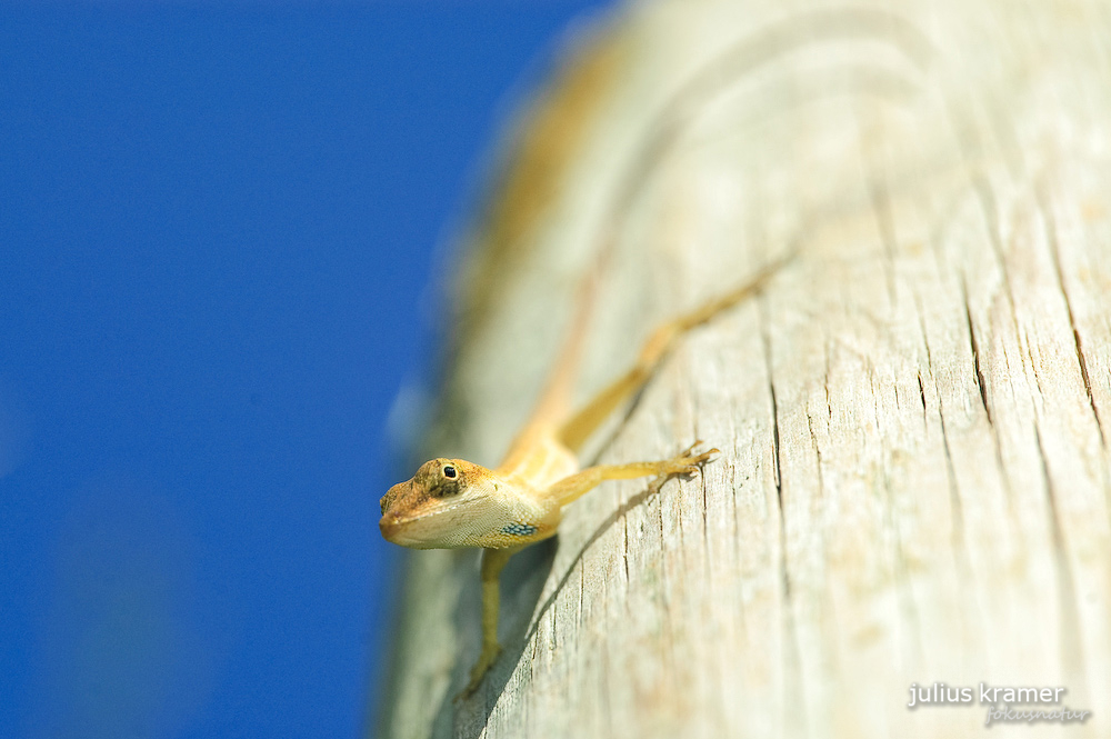 Seidenanolis (Norops sericeus)