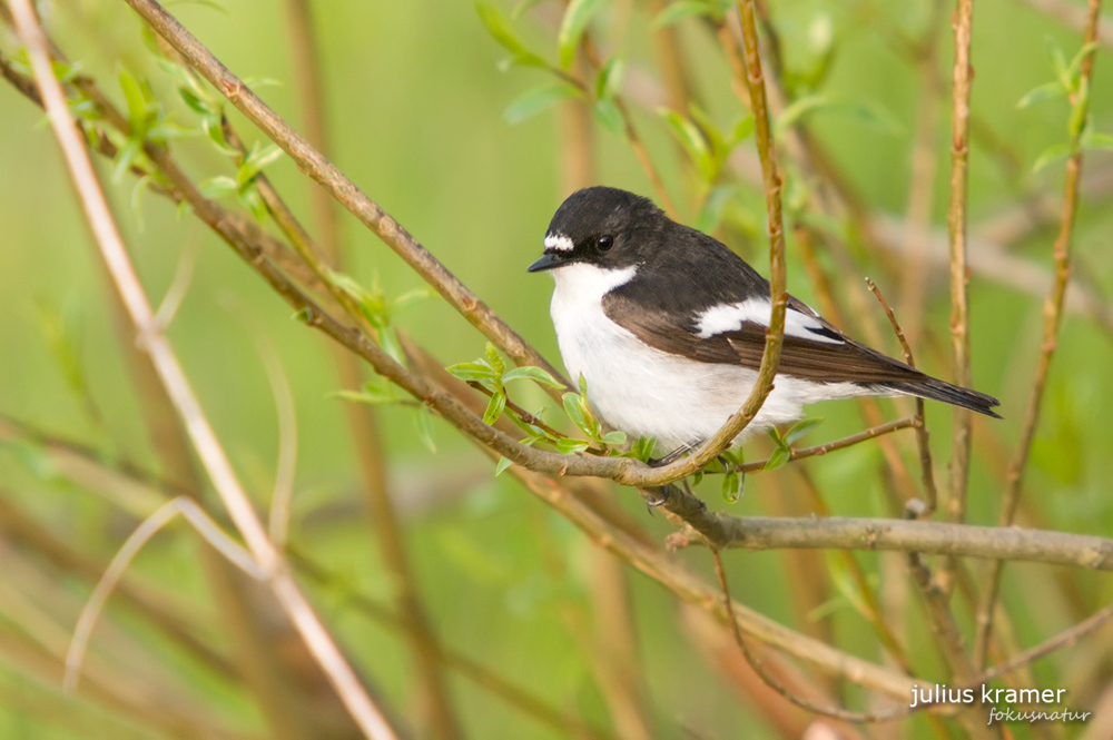 Nordischer Trauerschnäpper (Ficedula hypoleuca)