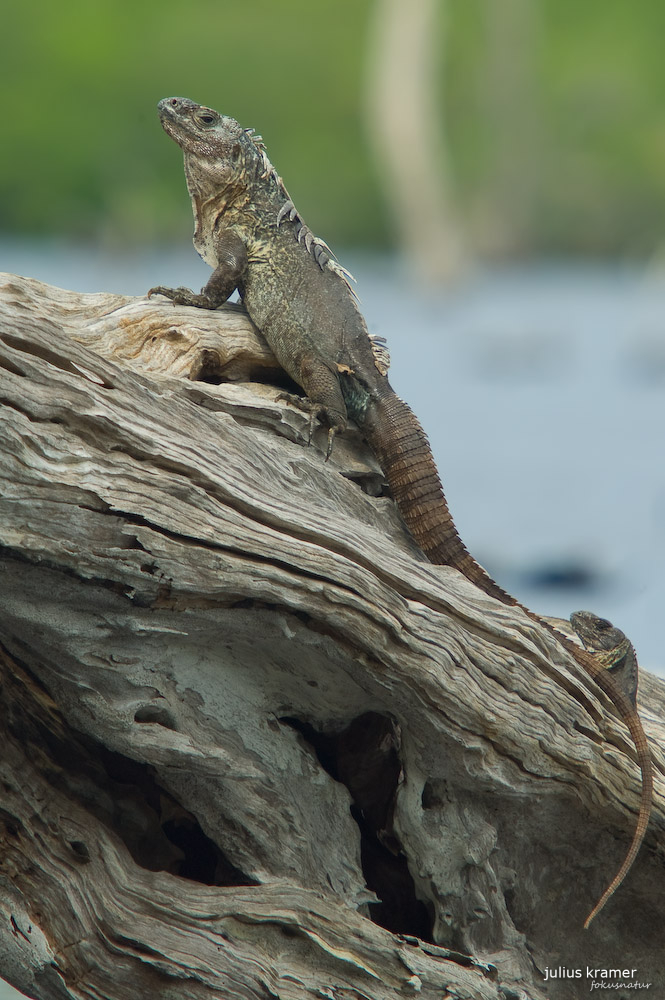 Utila-Leguan - Ctenosaura bakeri_5