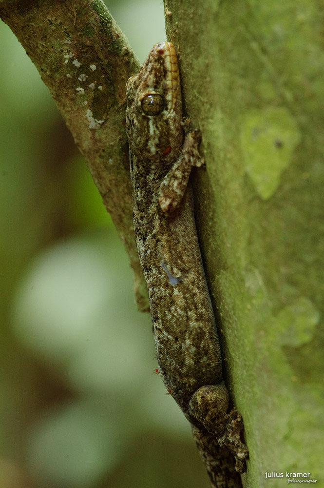 Thecadactylus rapicauda