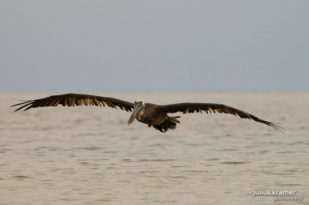 Braunpelikan (Pelecanus occidentalis)